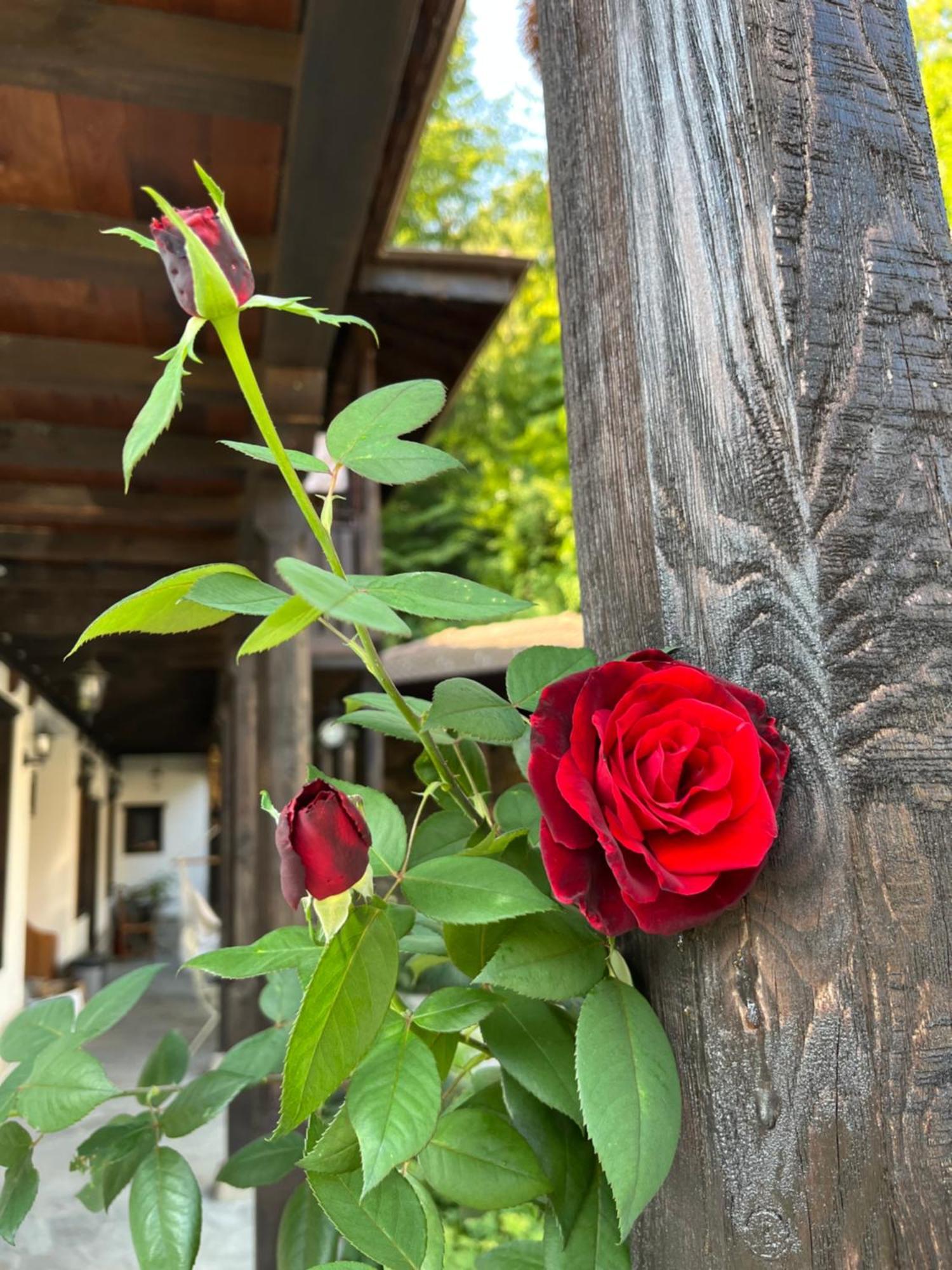 Verta House Trjawna Exterior foto